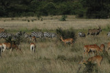 Antelopes, Zebras, Impalas & Wildebeast