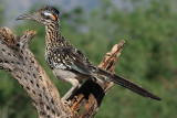 Elephant Pond_20100516-143.jpg