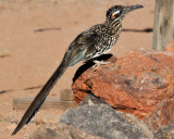 Elephant Pond_20100516-147.jpg