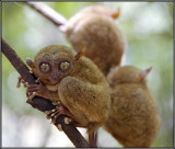 Tarsier 1