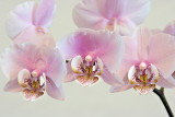 orchids