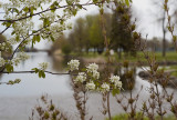Spring.jpg