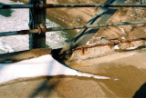 16A.JPG