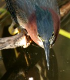 Green Heron