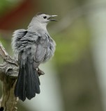 Gray Catbird
