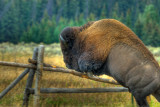 Leaping Bison