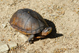 Tortue (Kinosternon scorpioides) Scorpion Mud Turtle