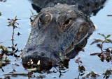 Partially submerged Alligator