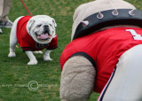 Uga and Hairy Dog have a pre-game standoff