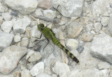 Western Pondhawk