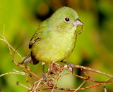 Painted Bunting