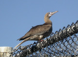 Red-footed Booby