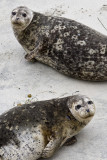 Two Seals - Point Lobos State Preserve