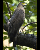 Crested Serpent Eagle - Simlipal