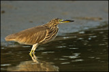 Pond Heron