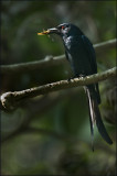 Drongo