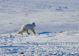 Arctic Fox-003.jpg