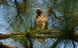 Red-shouldered Hawk chicks