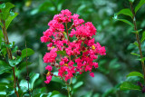 Crapemyrtle:  Lagerstroemia indica