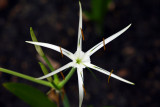 Spider Lily:  Lycoris radiata