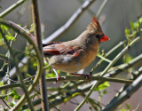 Northern Cardinal hen: Cardinalis cardinalis