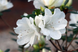 White Azaleas: Rhododendron alabamense