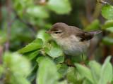 Lvsngare - Willow Warbler (Phylloscopus trochilus)