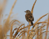 Svarthakad buskskvtta - Common Stonechat (Saxicola torquata)