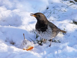 Taigatrast - Dark-throated Thrush (Turdus ruficollis)