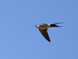 Rostgumpsvala - Red-rumped Swallow (Hirundo daurica)