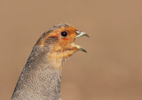 Rapphna - Partridge (Perdix perdix)