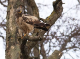 Stpprn - Steppe Eagle (Aquila nipalensis)