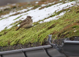 Tofslrka - Crested Lark (Galerida cristata)