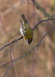 Brandkronad kungsfgel - Firecrest (Regulus ignicapillus)