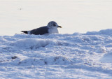 Fiskms - Common Gull (Larus canus)