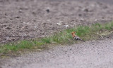 Hrfgel - Hoopoe (Upupa epops)