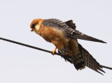 Aftonfalk - Red-footed Falcon (Falco vespertinus)