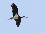 Svart stork - Black Stork (Ciconia nigra)