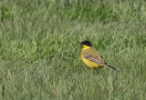 Gulrla - Yellow Wagtail (Motacilla flava)