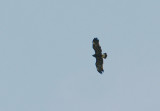 Strre skrikrn - Spotted Eagle (Aquila clanga)