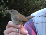 Flodsngare - River Warbler (Locustella fluviatilis)