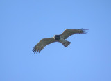 Ormörn - Short-toed Eagle (Circaetus gallicus)