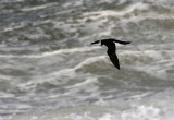 Tordmule - Razorbill (Alca torda)