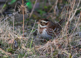 Videsparv - Rustic Bunting (Emberiza rustica)