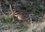 Videsparv - Rustic Bunting (Emberiza rustica)