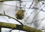 Kungsfgelsngare - Pallass Warbler (Phylloscopus proregulus)