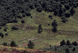 Moutons dans la valle