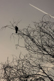 Volatiles