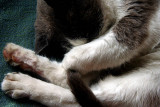 Leo The Cat