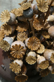 Papaver Culinarium